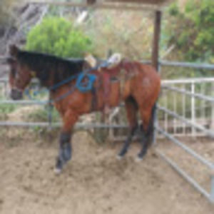 Meet your Posher, Cynthia